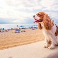 「犬にだってバケー…