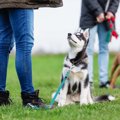 『吠えすぎない犬』…