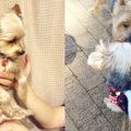 犬を飼いたい！と思…