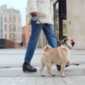 犬の『リード』正し…