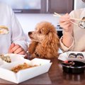 犬が醤油を摂取する…