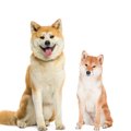 秋田犬と柴犬の違い …