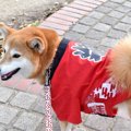 愛犬をお祭りに連れ…