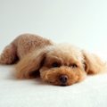 犬が『ツライ』と感…