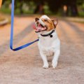 犬にオススメな気分…