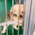 飼い主に裏切られ『…