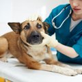 動物病院でできる犬…