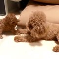 母になったトイプー…