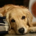 犬の子宮蓄膿症につ…