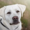 犬を抱きしめるのはN…