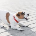 犬に吠えられる人に…