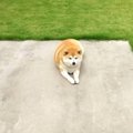 「なんで？」愛犬の…