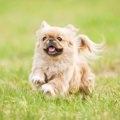 ペキニーズの飼い方…