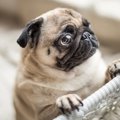 犬の目が『潤んでい…