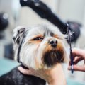 犬のトリミングって…