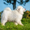夏バテしやすい犬種…