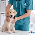良い動物病院の見分…