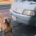 乗せてよー！車に乗…