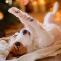 犬とのクリスマスの…
