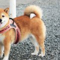 『犬の話し』まとめ…