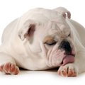 犬の膿皮症とは？種…