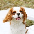 病気になりやすい犬…