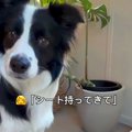 世界一頭が良い犬種…