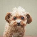 【獣医師監修】チワ…