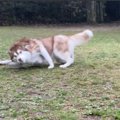 【腹筋崩壊】これを…