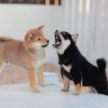意外と知らない豆柴…