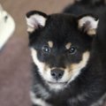 初心者飼い主と柴犬…