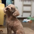 うちの子優しい！愛…