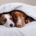 愛犬が夢に出てくる…