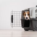 犬が『クレート』に…