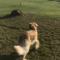 犬の後脚に起こるレ…