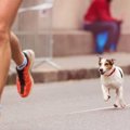 犬に追いかけられる…