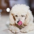 犬が『緊張』してい…