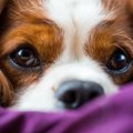 犬は何色を識別して…