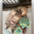 お迎えしたばかりの…