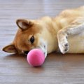 犬がひとり遊びをし…