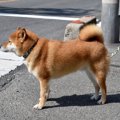 犬は横断歩道や信号…