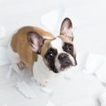 犬が粗相をしてしま…