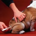 犬が熱を出したとき…