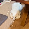 『充電式の犬』が発…