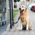 犬が誘拐される危険…