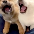 人間が好きすぎる『…