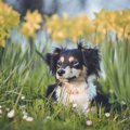 私の母が犬を飼わな…