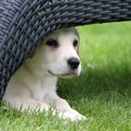 犬がテーブルやソフ…