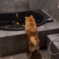 柴犬「どうしても入…