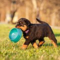 子犬期の食事と将来…